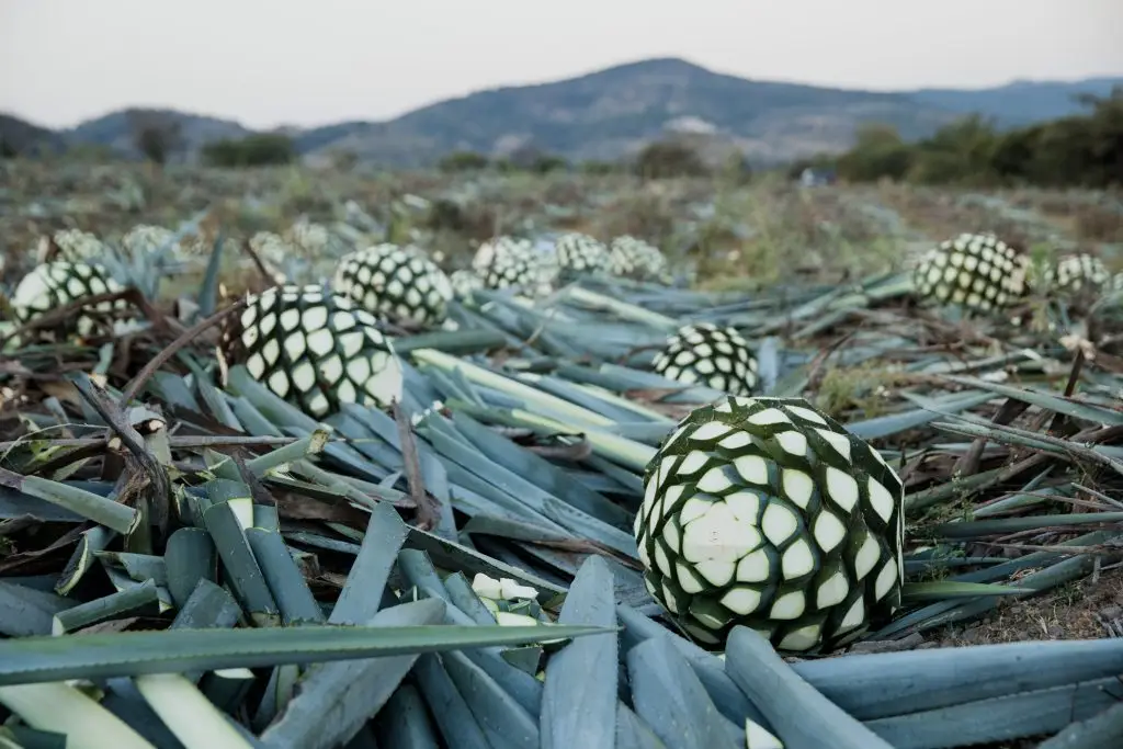 pile of agave piñas in jalisco mexico