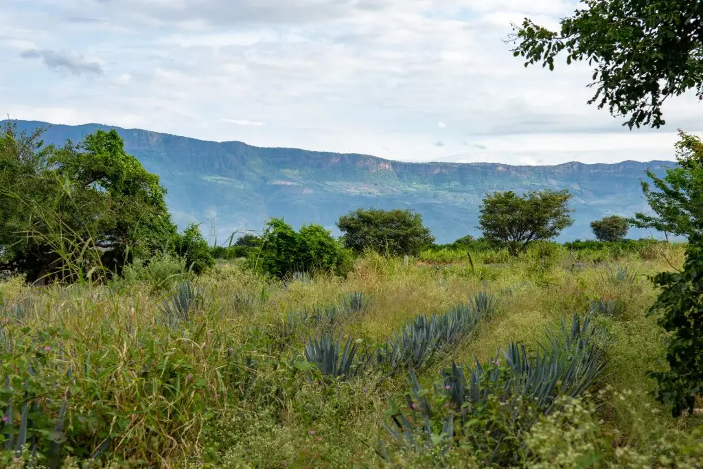 Image shows beautiful mountains with agave and plants in front of a purple mountain range