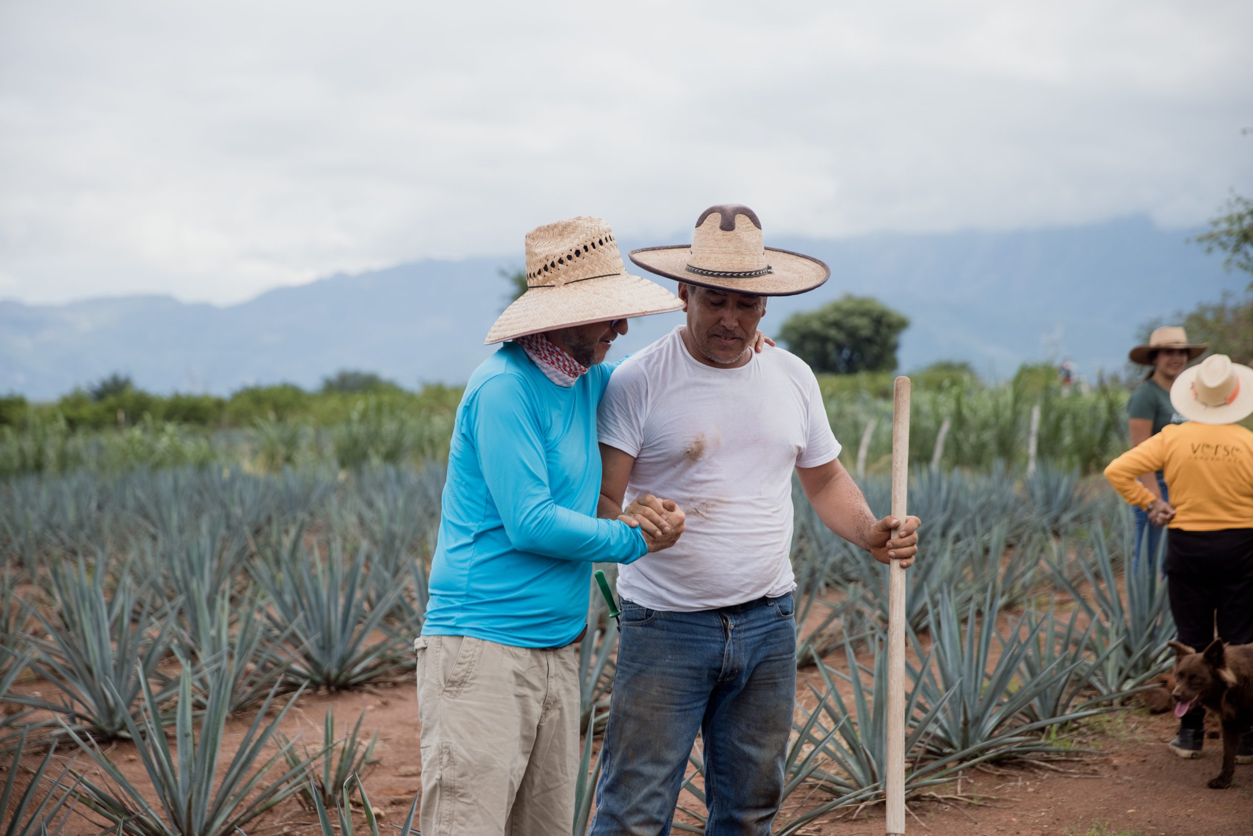 Beyond the Blue Agave: Cultivating Equitable Tequila thumbnail